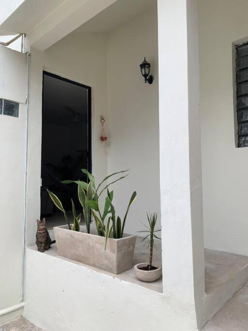 Private Full House With Pool And Cozy Patio Villa Valladolid  Exteriör bild